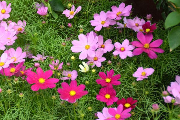 波斯菊怎么种？有什么注意事项？