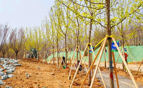 园林绿化养护技术要点有哪些？