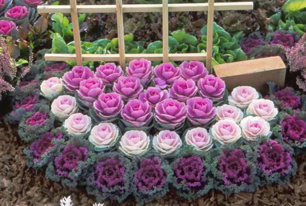 冬季城市景观观赏植物--羽衣甘蓝