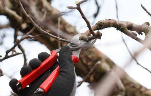 果树修剪实用技术