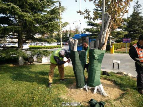 11月园林绿化养护管理措施有哪些？