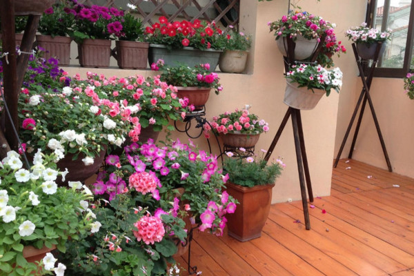 晒阳台啦！济南最美阳台（窗台）竞赛评选结果揭晓