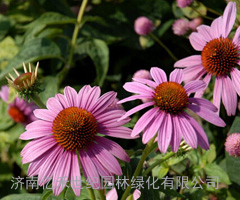 紫松果菊种子