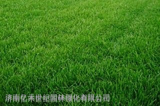 草地早熟禾草坪种子