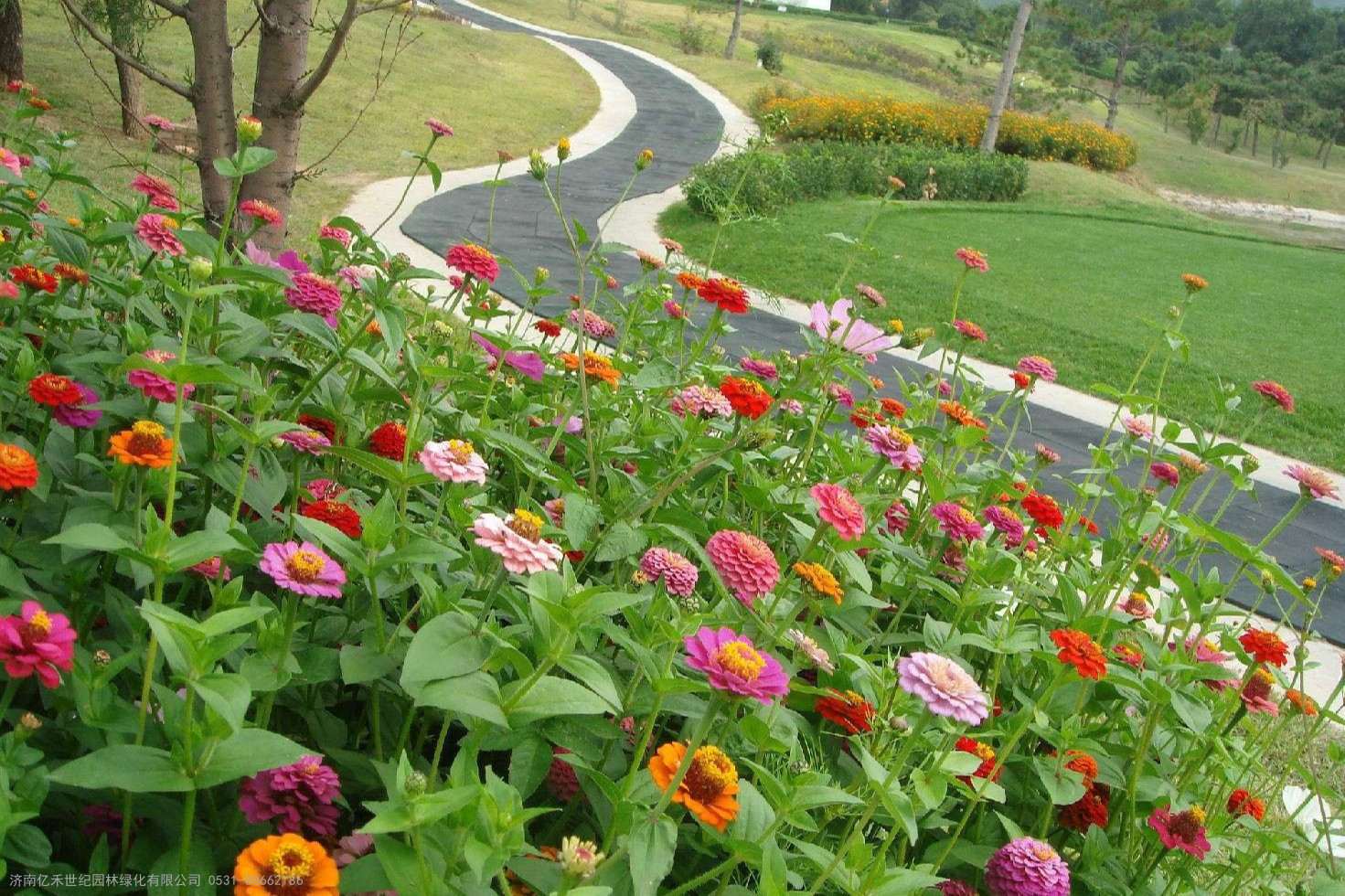 花卉春天郁金香花朵花圃摄影图配图高清摄影大图-千库网