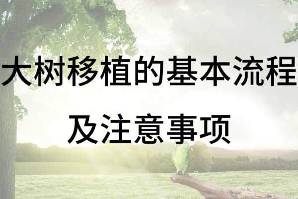 大树移植的基本流程及技术要点