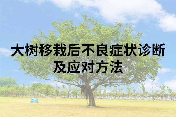 大树移栽后不良症状诊断及应对方法