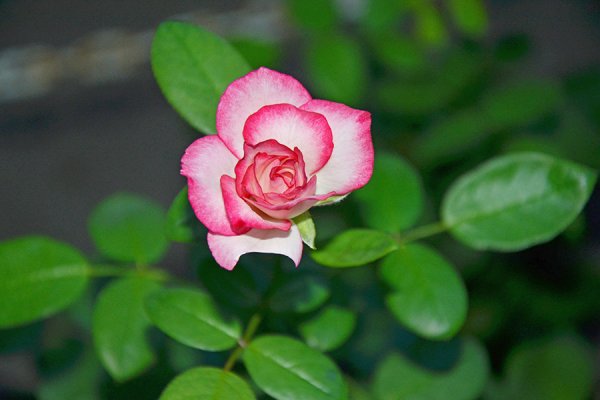 月季常见病虫害及其防治方法