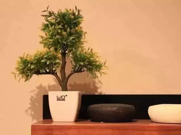 植物风水有讲究【如何打造植物五行风水绿化环境】
