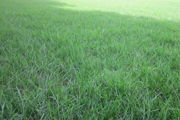 草坪建植前苗床准备