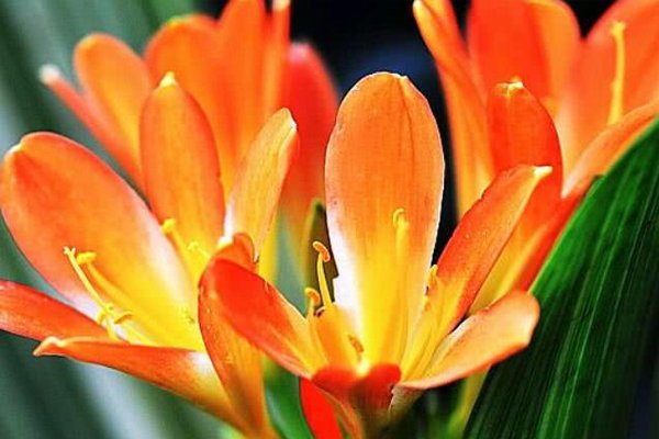 夏季养花浇水6大要点，一定要注意