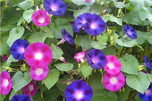 矮牵牛 鸡冠花 一串红的种植及养护技术