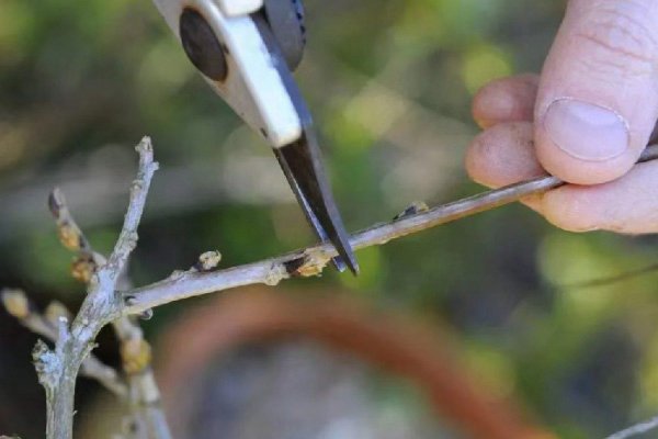 花卉上盆的注意事项有哪些？