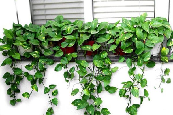 夏天养这些在室内既养眼又绿色