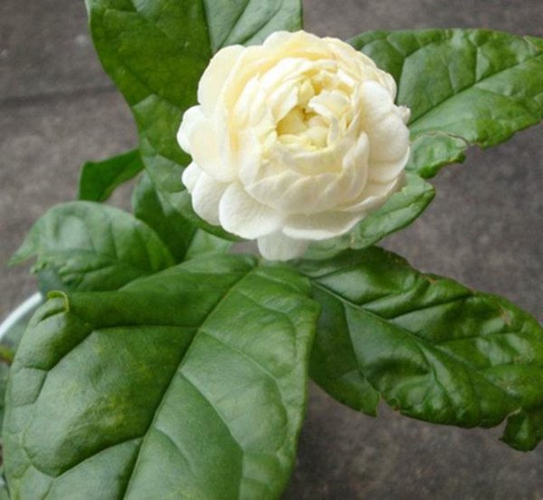 虎头茉莉，修剪方面有讲究，花繁叶茂不萎蔫