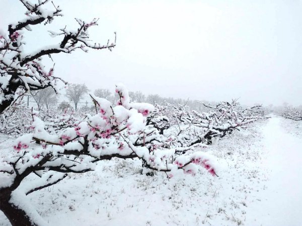 预防果树倒春寒，来年硕果累累！