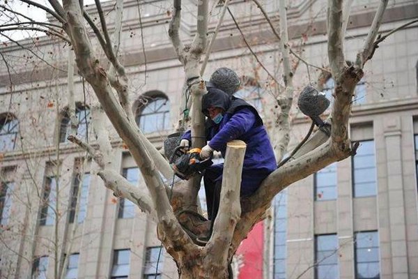 明年树木长得好，全靠今冬剪枝条
